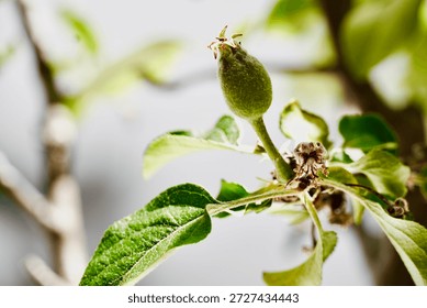 Small Young Apple Fruit Developing on a Tree Branch in Spring.