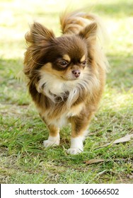 1000 Long Hair Chihuahua Stock Images Photos Vectors