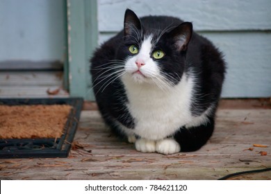 small young black and white cat with green eyes watches things from the porch