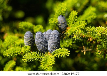 Small young blue cones growing upwards on Korean fir on a sunny day
