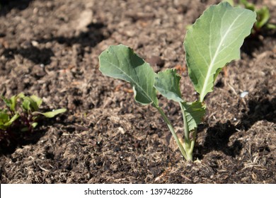 Small Young Cauliflower Plant Growing In Compost Soil.  Sunshine, Grow Your Own Veg Gardening Bed.