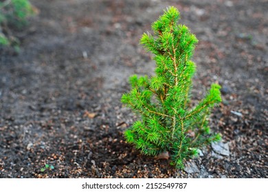 Small Young Christmas Tree Grows Out Of Ground. Fir Seedling In Forest. Background With Space To Copy.