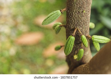 Small Young Cocoa Pod  On Cacao Tree