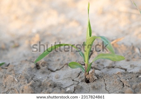 A small young corn plant grows on arid, dry soil. The field has cracks and furrows. The earth is brown. Dry grass lies on the ground, only the small corn plant is still green.