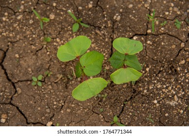 Small Young Cotton Plant Growing In The Farm Field.