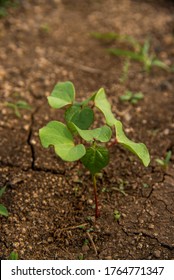 Small Young Cotton Plant Growing In The Farm Field.