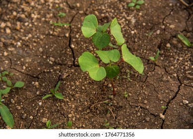 Small Young Cotton Plant Growing In The Farm Field.