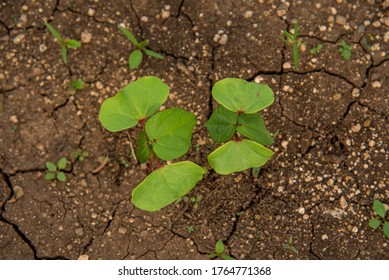 Small Young Cotton Plant Growing In The Farm Field.