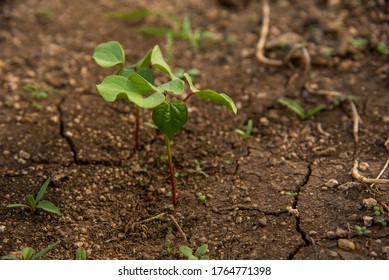 Small Young Cotton Plant Growing In The Farm Field.