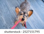 A small, young dachshund dog bites and pulls hard on his owner