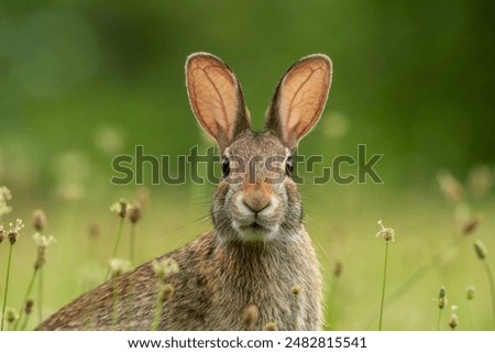 Small young Eastern Cottontail Rabbit, Sylvilagus floridanus, facing camera straight on center soft green background 