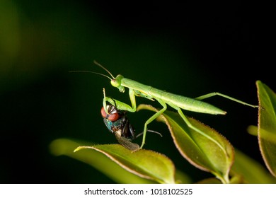 A small, young invasive South African mantis (Miomantis caffra) nymph on a hedge bush eating a large house fly. Photographed extremely up close from the side, in Rotorua, North Island, New Zealand.