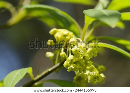Small young lime yellow colored flowers of blooming Kuromoji (Lindera umbellata, Natural+flash light, macro close-up photography)