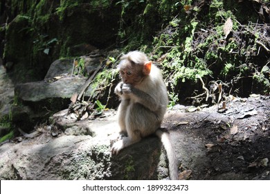 A Small And Young Monkey - Captured During The Tour. Some Animal Made Us To Think Deeper About Their Struggles, Hunger And Pain. It's One Of Them!!