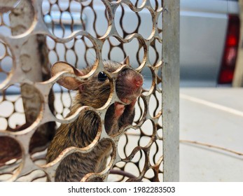 A Small And Young Mouse Rat In The Cage Trap.