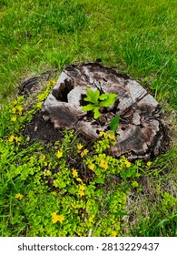 A small young oak sapling growing from the center of an old, weathered oak tree stump, surrounded by green grass and yellow flowers, symbolizing rebirth and new life.