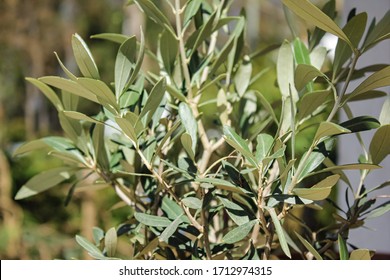 A Small Young Olive Tree In A Pot.