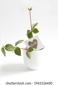 Small Young Peperomia Plant In White Planter Decorated With Thanks Note. Small Gift Appreciation Concept. 