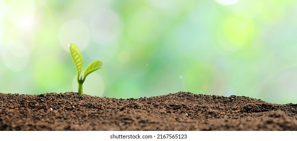 Small young plant seedling on soil with green bokeh background. - Shutterstock ID 2167565123
