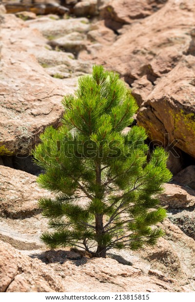 stock photo of a small fir tree growing out of a crack in some rocks