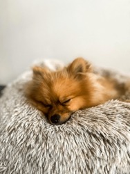 A Small Young Purebred Beautiful Red Dog Sleeps In His Gray Soft Dog Bed Against A White Wall.  Tired Dog Resting At Home.  Pomeranian Spitz Sleeps In The Living Room With His Eyes Closed.