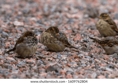 Image, Stock Photo A little sparrow sits on a bird statue