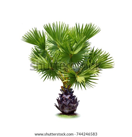 Small or young Sugar palm isolated on white background (Lontar palm, Asian Palmyra palm, Borassus flabellifer)