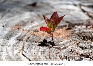 A small young tree is growing on a dead cut down tree, A small tree young plant growing up from old trunk, Strong and development concept, Adaptation concept, New life - Shutterstock ID 1817586041