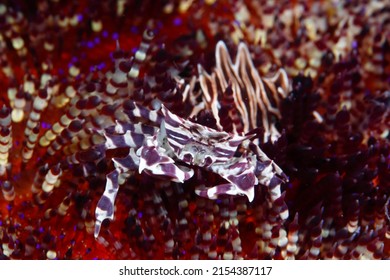 Small Zebra Urchin Crab That Lives On The Back Of A Sea Urchin