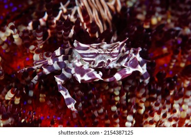 Small Zebra Urchin Crab That Lives On The Back Of A Sea Urchin