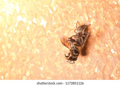 Smaller House Spider Attack Bigger Bee, David And Goliath, Small Defeat Big, Business And Financial Strategy Concept, Predator And Prey In Food Chain