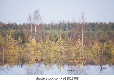 Smaller Trees In A Bog Body Of Water In Front Of A Taller Forest In The Background