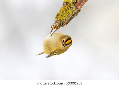 smallest bird in Europe hanging upside down on a branch,Goldcrest, yellow bird, a unique moment,nice,cute