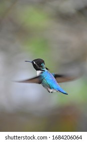 Smallest Bird World Zunzuncito Hummingbird Stock Photo 1684206064