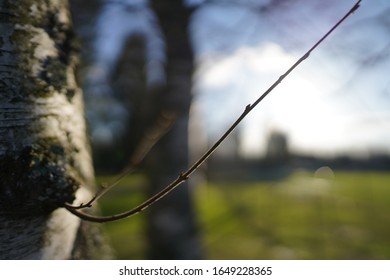 the smallest branch of a tree in spring
