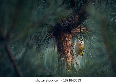 The Smallest European Bird Goldcrest (Regulus Regulus) Which Lives In Deep Forests. European Smallest Songbird In The Nature Habitat. Beautiful Bird In Nature Habitat.