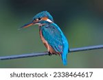 The smallest species of kingfishers is the African dwarf kingfisher (Ispidina lecontei), which averages 10 cm (3.9 in) in length and between 9 and 12 g (0.32 and 0.42 oz) in weight.[11] The largest ki