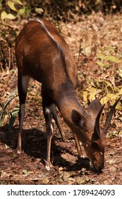 Smallest of the spiral-horned antelope family, the Bushbuck prefers thick riverine bush where they are much more solitary than their larger cousin , the Greater Kudu.