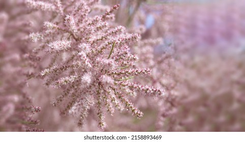 Small-flowered Tamarix parviflora an  ornamental plant with tiny pink flowers. French tamarisk deciduous, herbaceous, twiggy shrub. Nature concept for design. Close-up. Selective focus. 