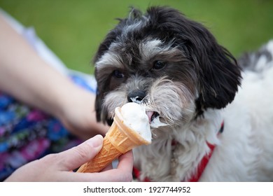 smallfluffy dog eating ice cream 260nw 1927744952