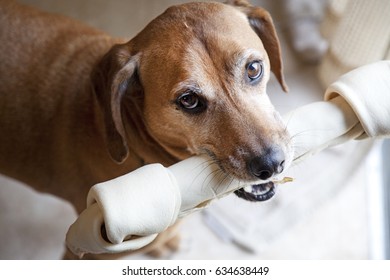 Smallish Brown Dog With Huge Rawhide Bone.