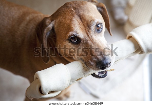 huge rawhide bone