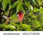 The small-leafed oil-fruit tree (Elaeocarpus mastersii) grows up to 20 m tall. Its leaves turn red when withering. Small ovoid green fruits turn bluish-green when mature. Planted by Lee Hsien Loong.