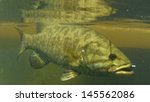 smallmouth bass, Micropterus dolomieu, underwater in river in Oregon