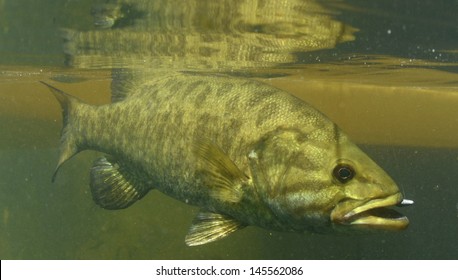 Smallmouth Bass Images Stock Photos Vectors Shutterstock