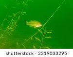 Smallmouth bass swimming in a Michigan inland lake. micropterus dolomieu