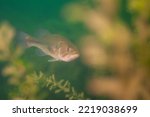 Smallmouth bass swimming in a Michigan inland lake. micropterus dolomieu