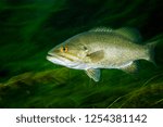 Smallmouth Bass swimming underwater in the St. Lawrence River	