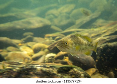 Smallmouth Bass Underwater