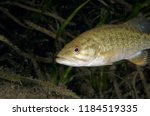 Smallmouth Bass underwater in the St. Lawrence River